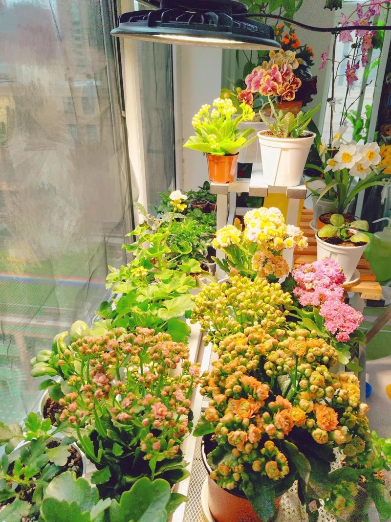 长寿花种植方法