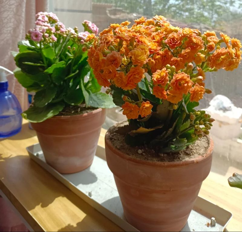 长寿花种植方法
