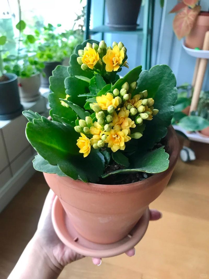 长寿花种植方法