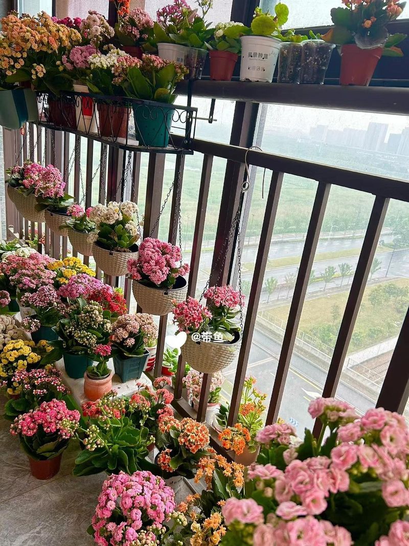 长寿花种植方法