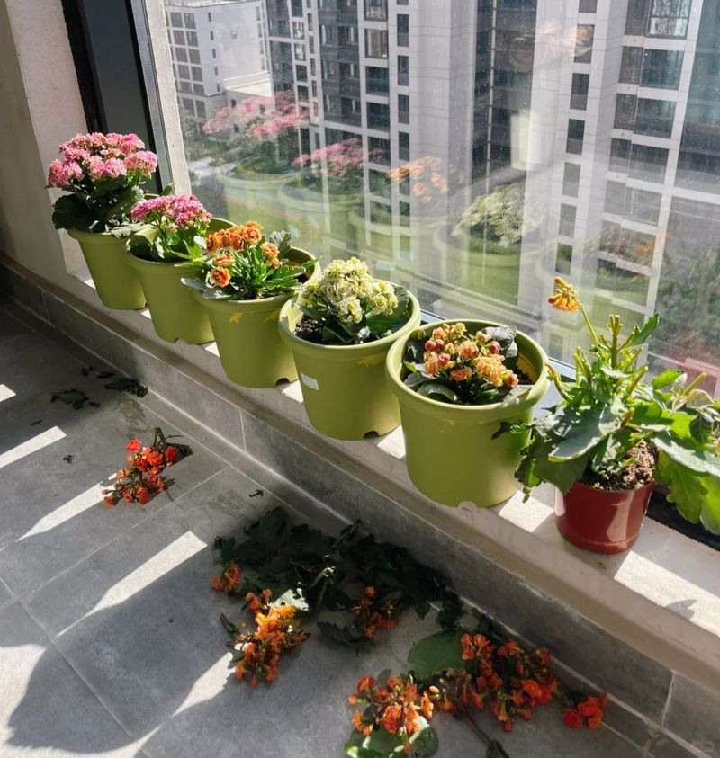 长寿花种植方法