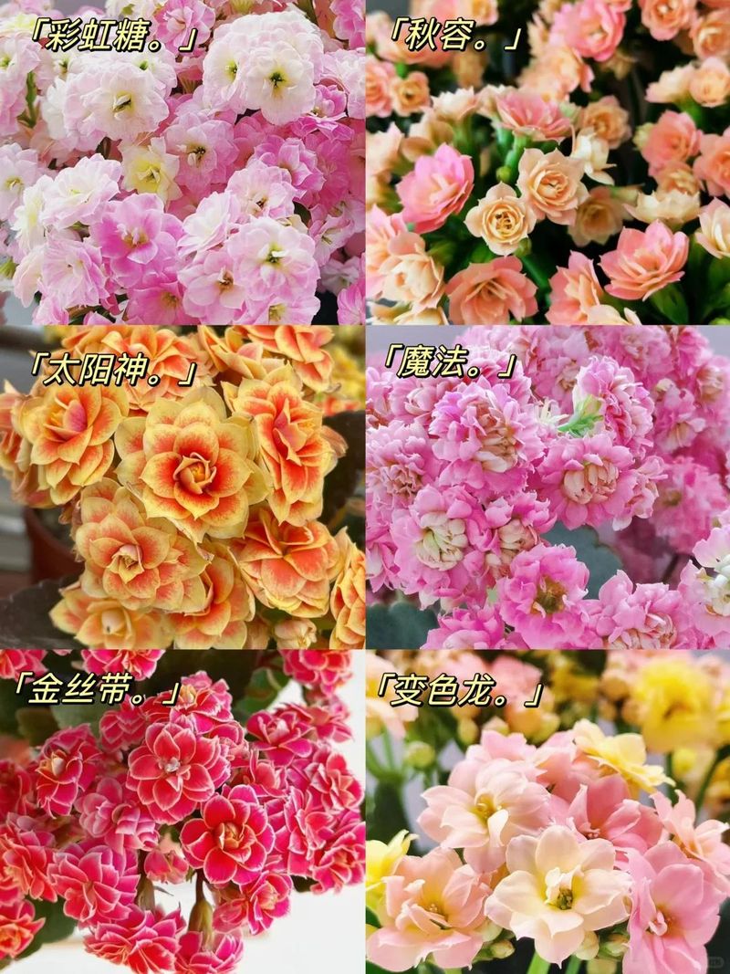长寿花种植方法