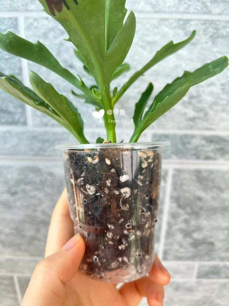 长寿花种植方法