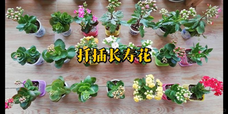 长寿花种植方法