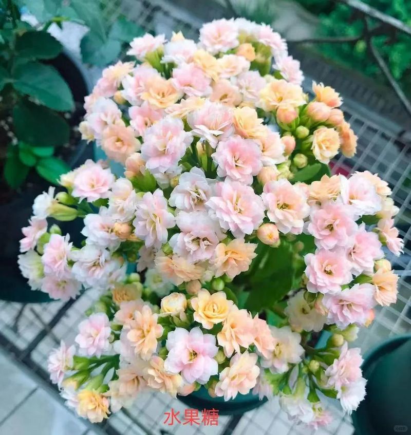 长寿花种植方法