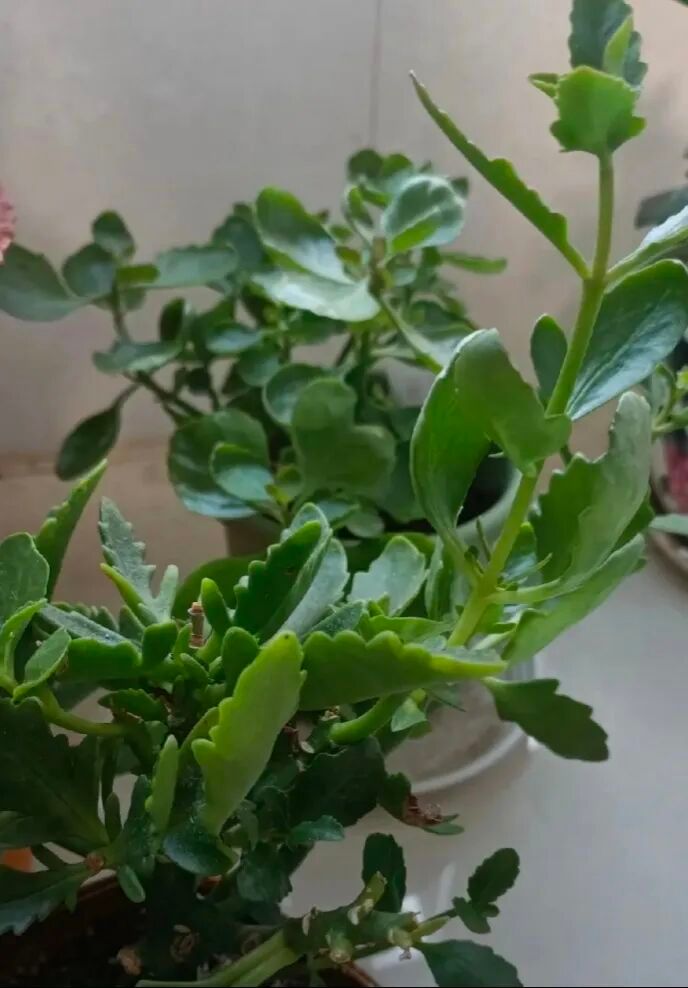 长寿花种植方法