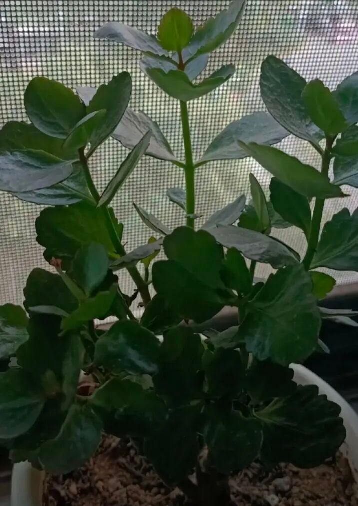 长寿花种植方法