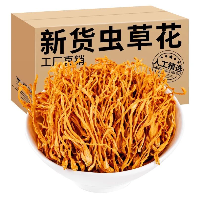 新会虫草种植技术