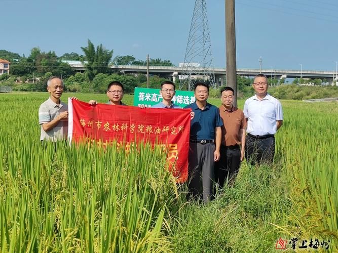 党外知识分子谈担当