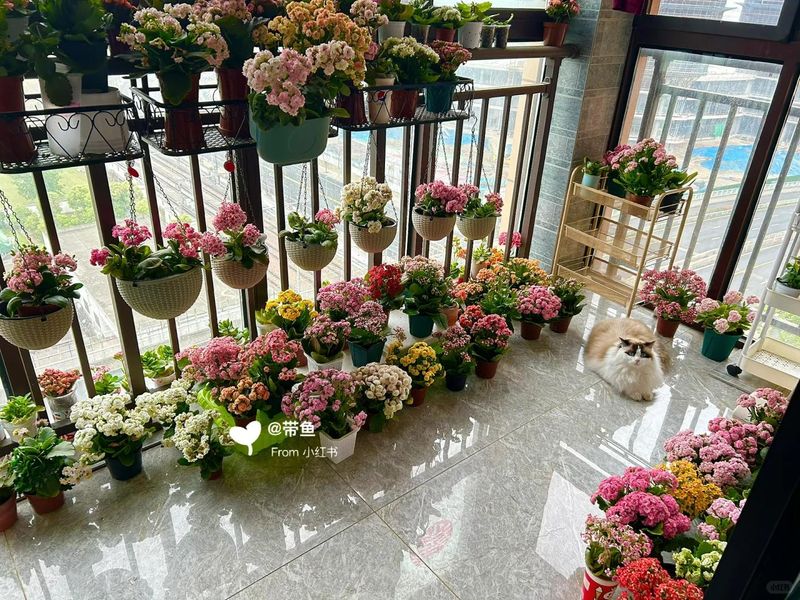 长寿花种植方法
