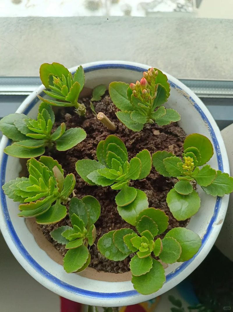 长寿花种植方法