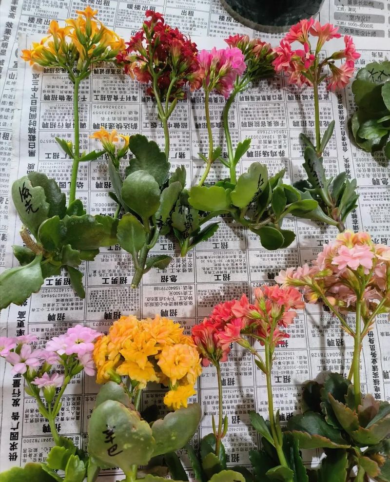长寿花种植方法