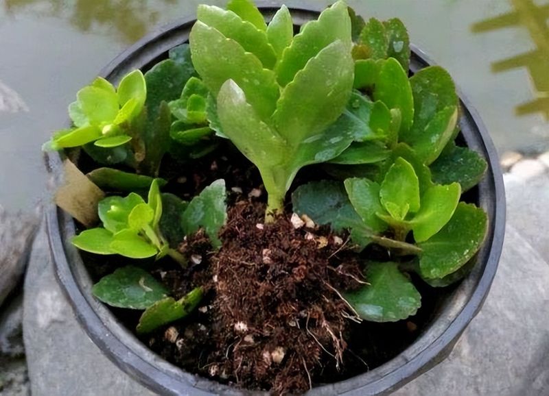 长寿花种植方法