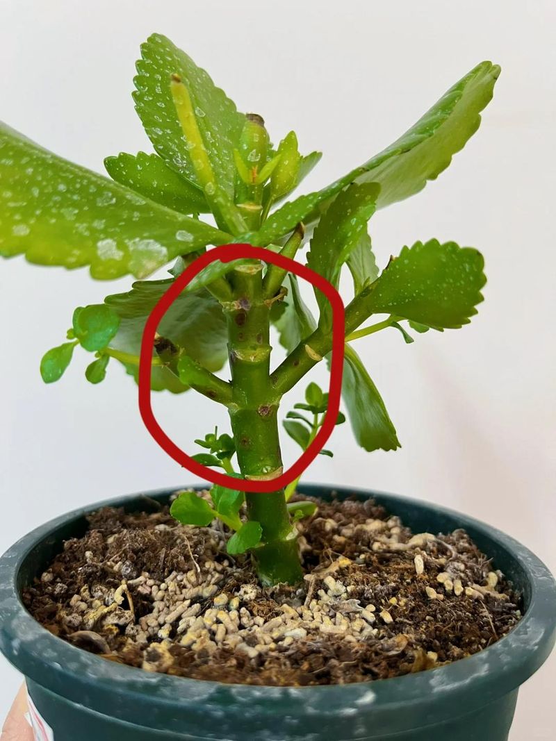 长寿花种植方法