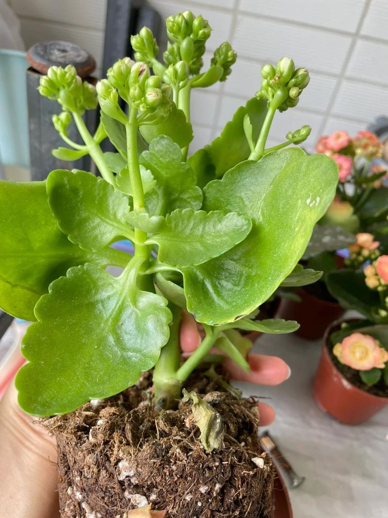 长寿花种植方法