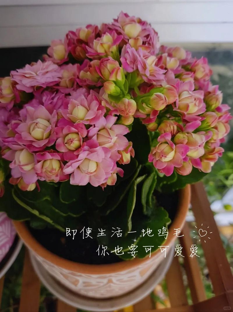 长寿花种植方法