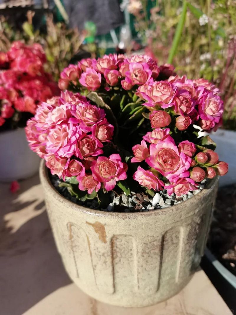 长寿花种植方法