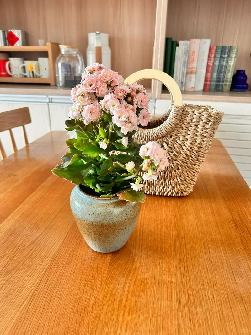 长寿花种植方法