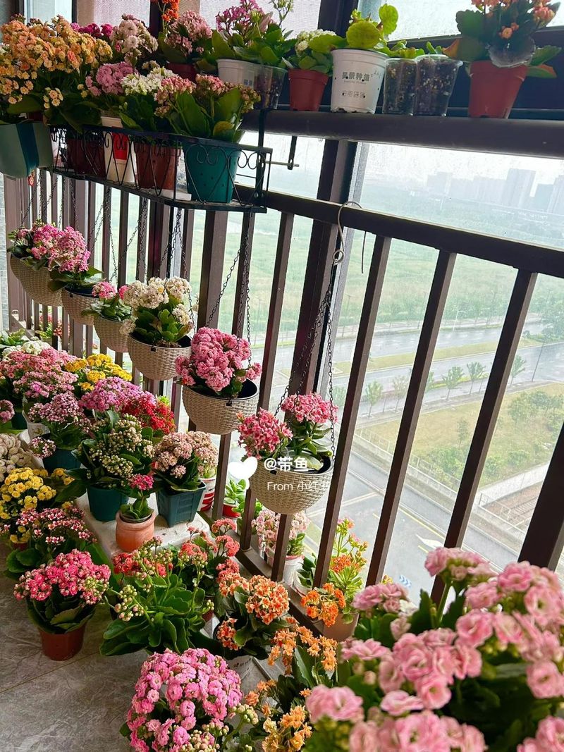 长寿花种植方法