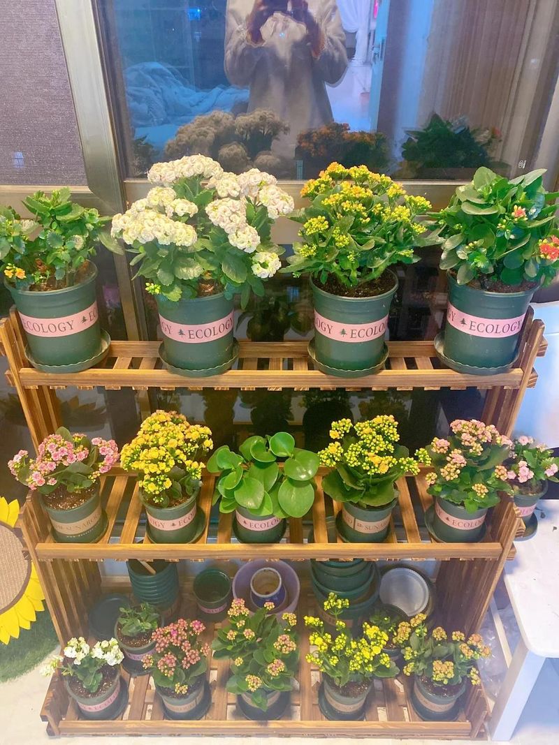 长寿花种植方法