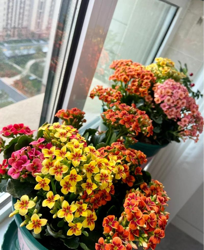 长寿花种植方法