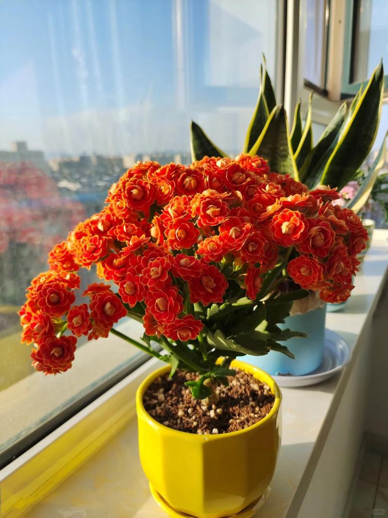 长寿花种植方法