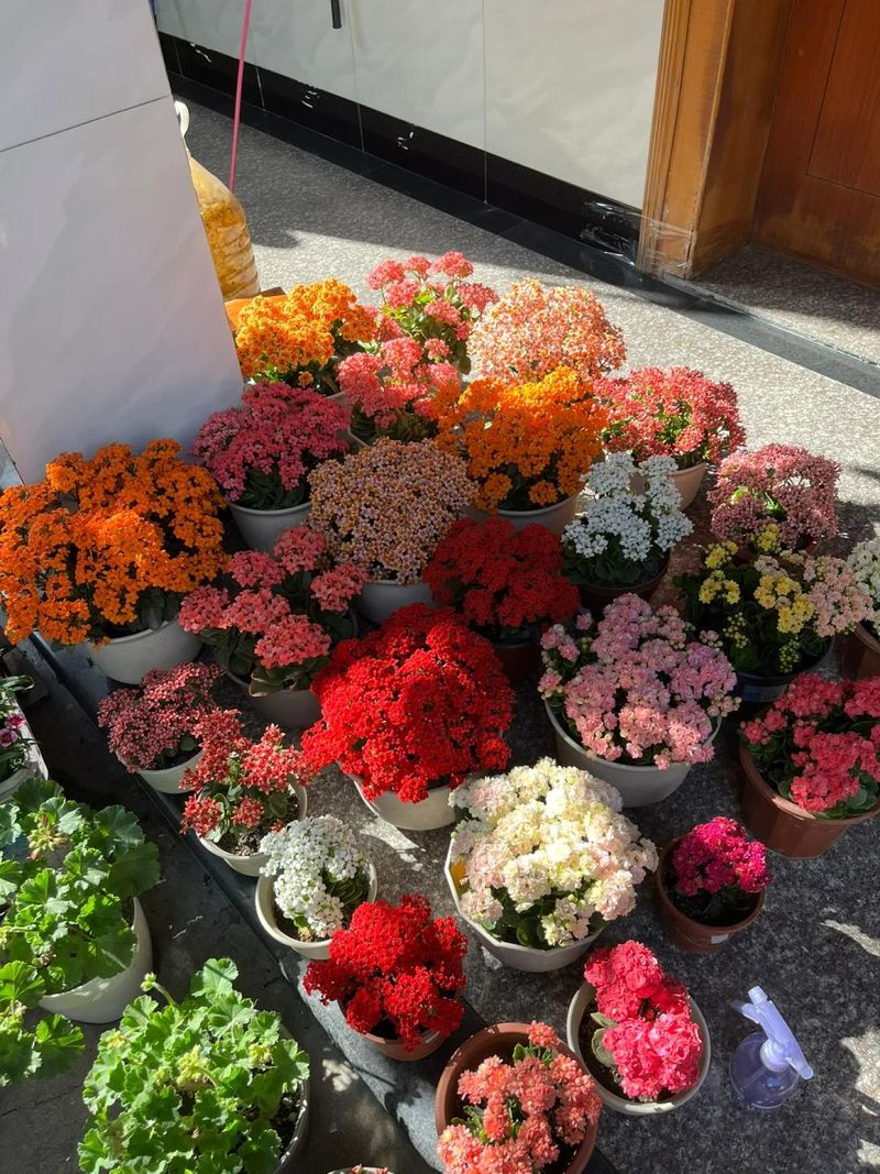长寿花种植方法