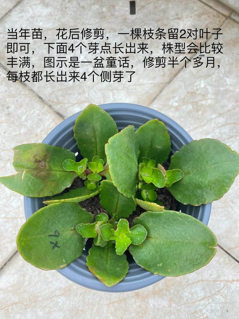 长寿花种植方法