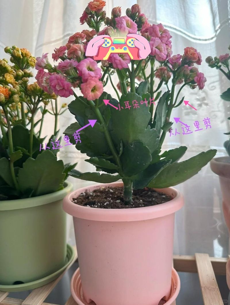 长寿花种植方法