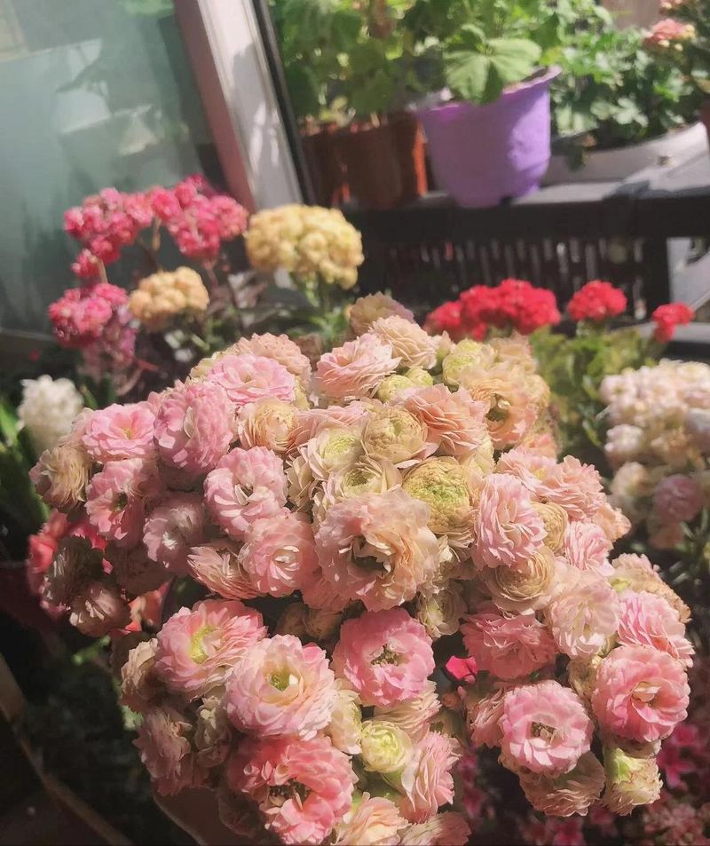 长寿花种植方法