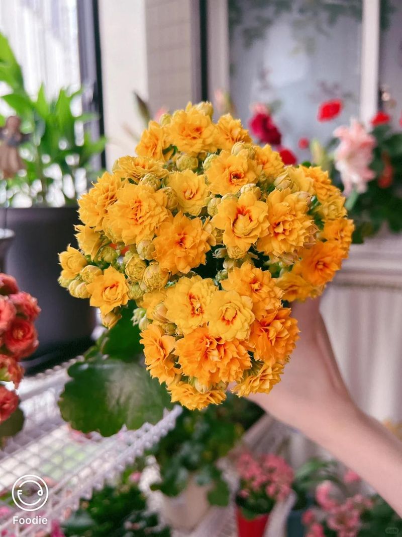 长寿花种植方法