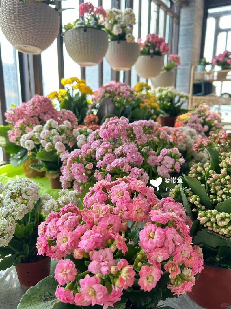 长寿花种植方法