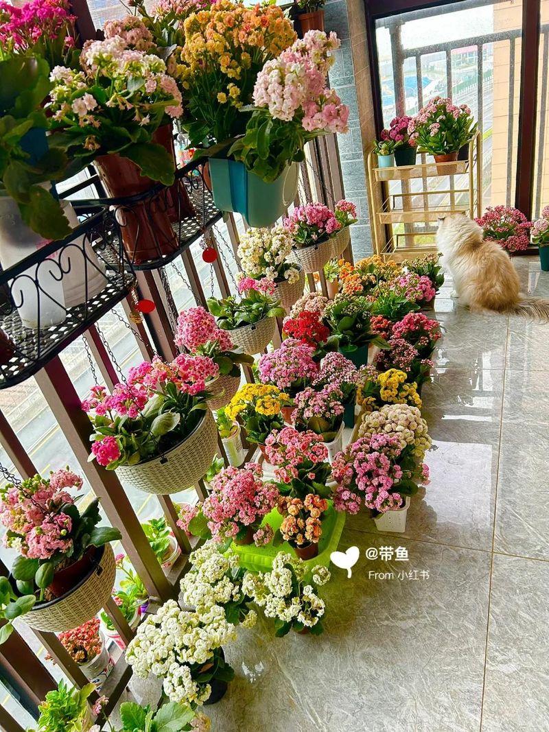长寿花种植方法