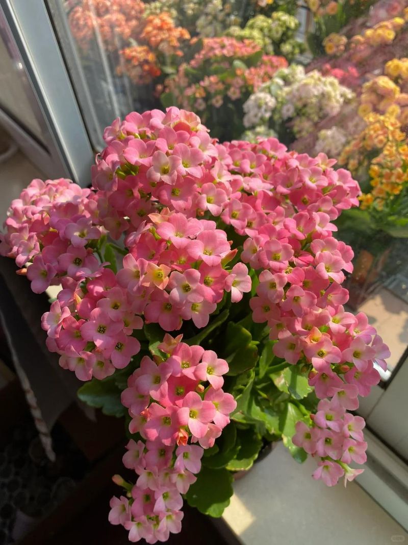 长寿花种植方法