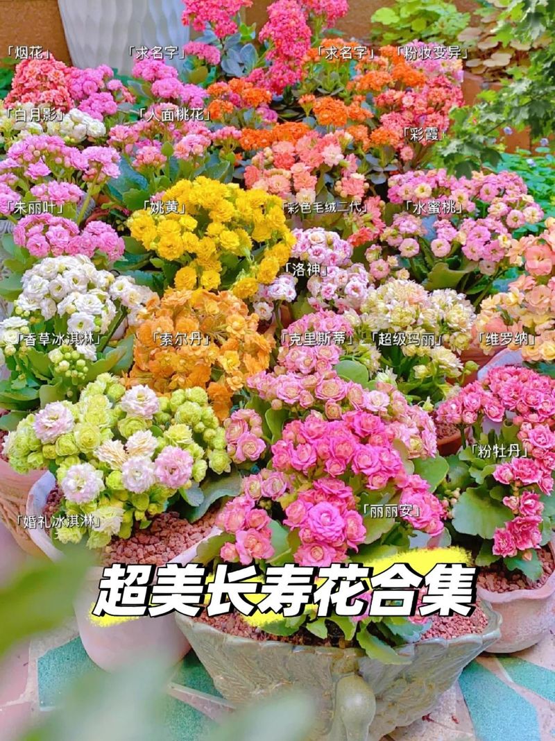 长寿花种植方法
