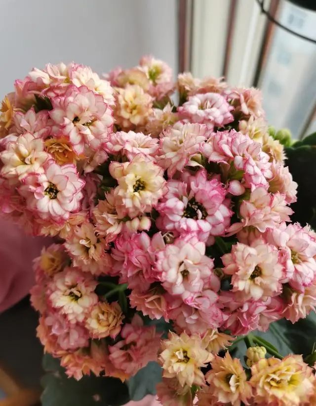 长寿花种植方法