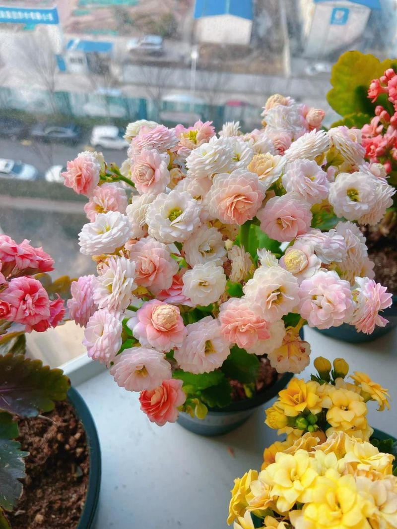 长寿花种植方法