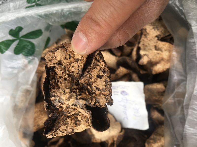 新会虫草种植技术
