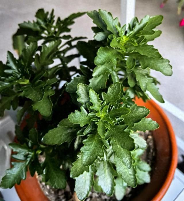 长寿花种植方法