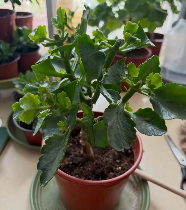 长寿花种植方法