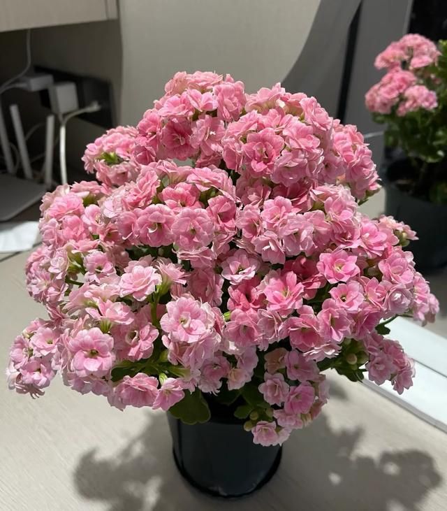 长寿花种植方法