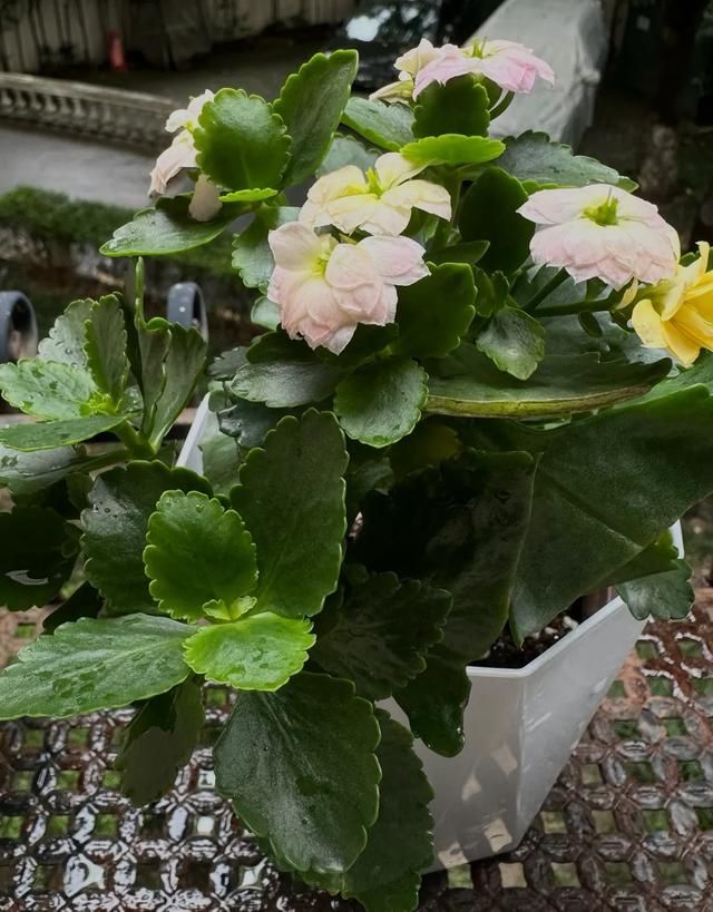 长寿花种植方法