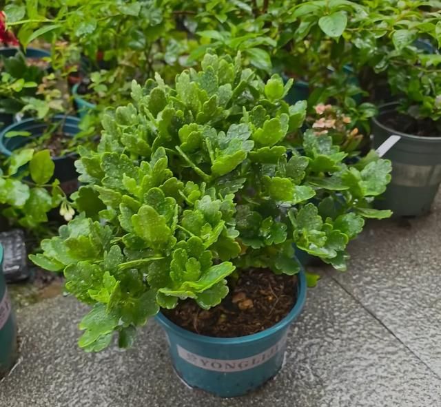 长寿花种植方法