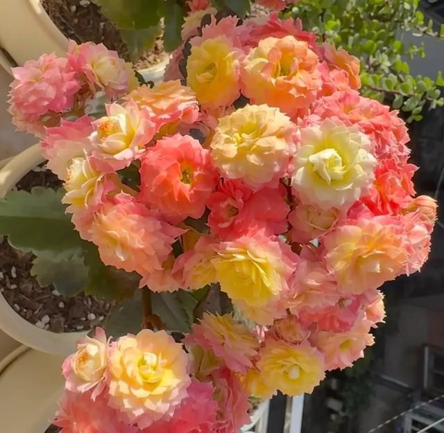 长寿花种植方法