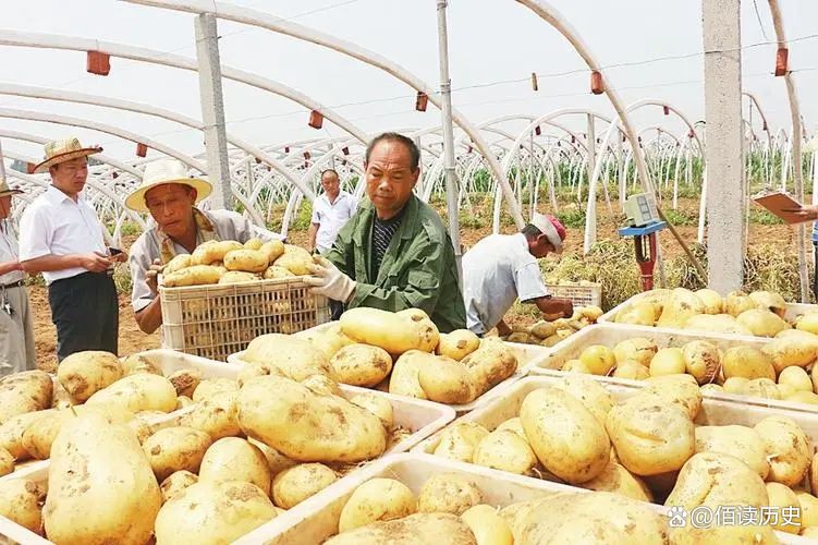 马铃薯价格波动剧烈