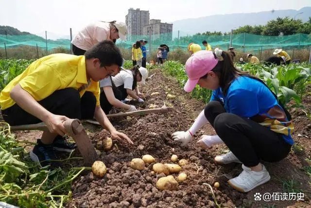 马铃薯价格波动剧烈