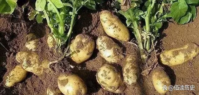 马铃薯价格波动剧烈