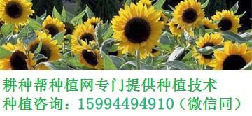 大棚西红柿的种植技术
