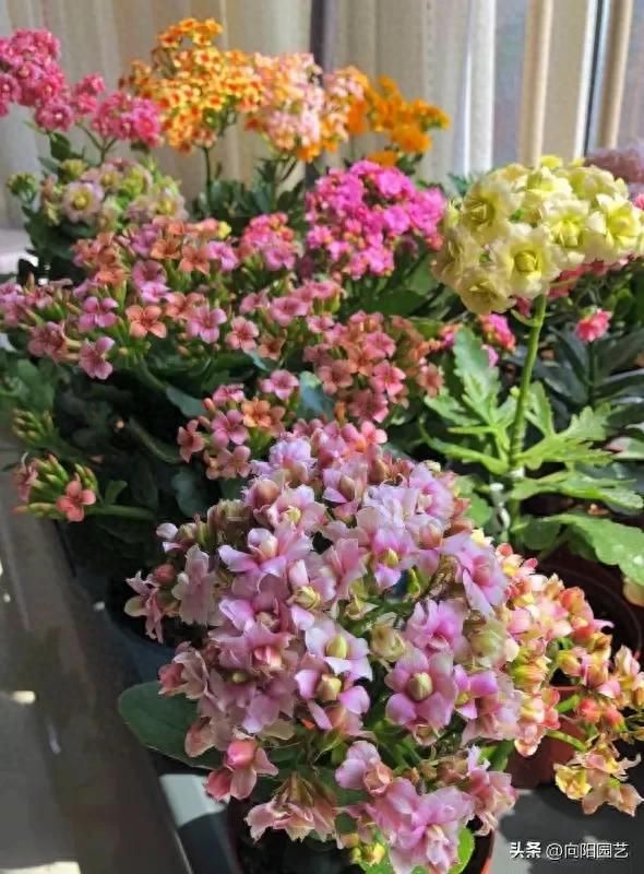 长寿花种植方法