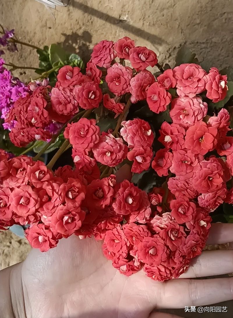 长寿花种植方法